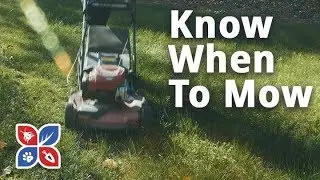 Know When to Mow - Lawn Care Maintenance Tips | DoMyOwn.com