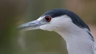 🐧 Black-Crowned Night Heron with Call Sound