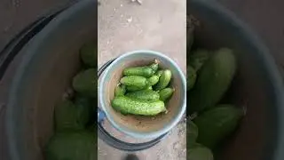 Осенний сад.