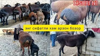 СУРХОНДАРЁ ХИСОРИ ҚЎЙЛАР МАКОНИ БОЗОР НАРХЛАРИ