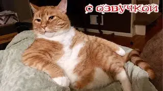 Приколы с котами! Смешные коты! - С ОЗВУЧКОЙ! САМЫЕ СМЕШНЫЕ ЖИВОТНЫЕ! Угар!