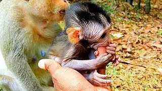 Very kind mother! Leyla allowed her baby Lola plays with human, adorable tiny baby monkey