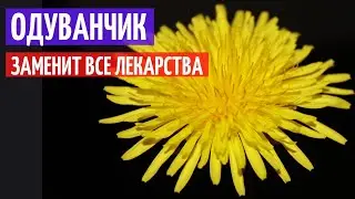 Одуванчик польза. Лекарство у вас под рукой I Herbals-ua.com