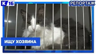 Героями выпуска рубрики «Ищу хозяина» стали Марс и Дейл