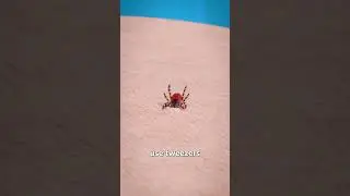 How To Remove A Tick 🤢