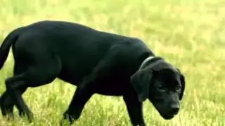 Поиск следа Футаж HD