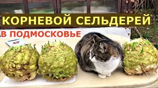 Как вырастить крупный КОРНЕВОЙ сельдерей?