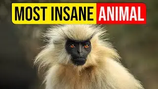 The Most Interesting Animal: Golden Langur