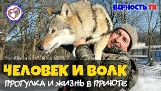 Человек и волк: 