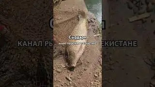 САЗАН НА 4 КГ СЫРДАРЯ РЫБАЛКА В УЗБЕКИСТАНЕ #shortsyoutube #видеорыбалка #рыбалкавидео #shortsvideo