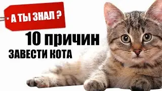 10 ПРИЧИН завести КОТА