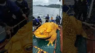 Giant Sea Monsters Caught by Fishermen! 🐙🎣#GiantSeaCreatures #FishingDiscoveries #OceanMysteries