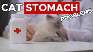 Cat Stomach Problems Treatment / How to Give Medicine to a Cat / Cat World Academy