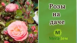 Идеальный подмосковный дачный участок: выращиваем розы на даче.