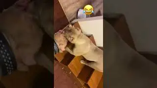 Не ну этооо очень смешнооо😂😂😂😂 