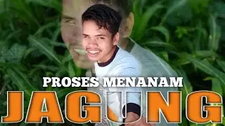 Proses Menanam Jagung || Dari Awal Sampai Akhir