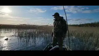 охота с подсадными утками