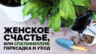 Спатифиллум или Женское счастье пересадка и уход в домашних условиях