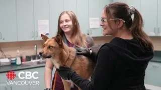 Pet medications should be available at human pharmacies, Competition Bureau recommends