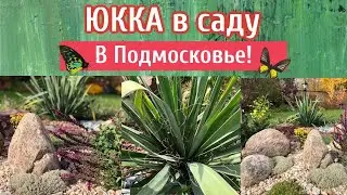 Юкка в саду. Пальма в Подмосковье.