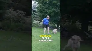Make Things EASIER For Your Puppy If They're Struggling!