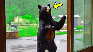 Bear Knocks On Familys Window Every Morning - Dad Follows Him & Makes a Shocking Discovery!