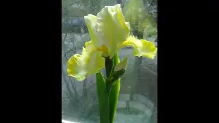 ИРИС ИЗ ПОЛИМЕРНОЙ ГЛИНЫ 2 ЧАСТЬ (IRIS)