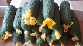 Теплица. Сравнение  огурцов ДИРЕКТОР И ЛЕНАРА