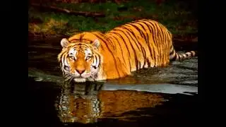 Amazing Animals Volume #1