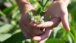 From Farm to You: Comfrey