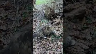 Was für eine niedliche Katze, die ihre Krallen schärft.