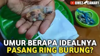 PASANG RING BURUNG KENARI