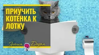 КАК ПРИУЧИТЬ КОТЕНКА К ЛОТКУ. ПОЛЕЗНЫЕ СОВЕТЫ.