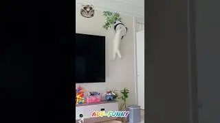 Funny cats no time to boring