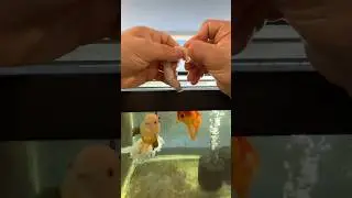 Giving shrimp to goldfish