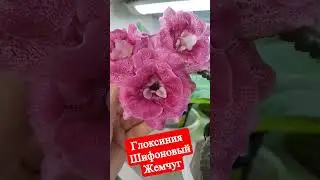 Глоксиния махровая 🌺 Шифоновый жемчуг #shorts