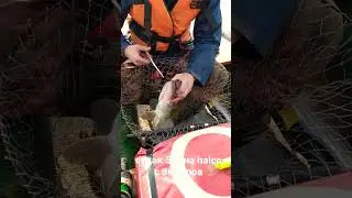 Судак 5кг на  halco 8+
