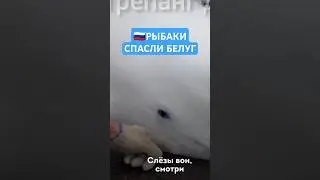Рыбаки спасли белуг 