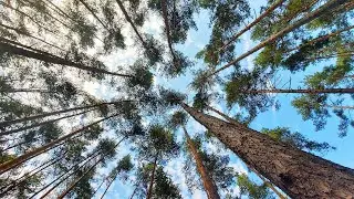 Professor Mark Howden: Carbon storage and use explainer