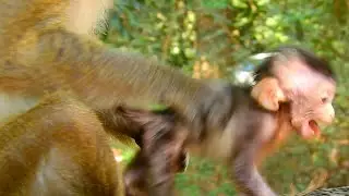 Baby monkey Anissa is starving, No milk for long time with PAPA