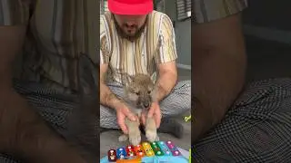 ARCTIC WOLF CUB  playing the drums 💥 