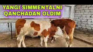 2 TA SIMMENTAL BUQA OLDIM QANCHADAN TUSHDI VA NECHA KILO CHIQADI