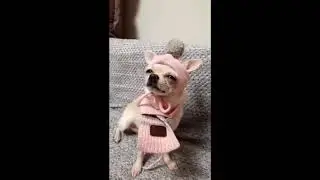 Смешные кошки и собаки