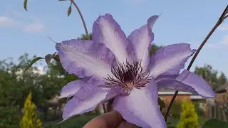 клематис 