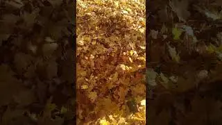 стих про осень 3
