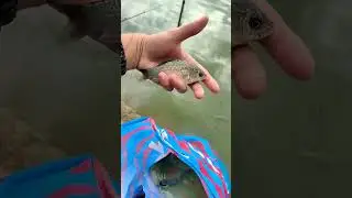 А какого размера карася вы берёте? 