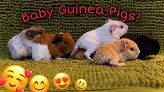 My pet Guinea Pig Pups update! | newborn pups