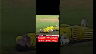 Majestic MAXWELL  a real Lame Lion🔥 #viralvideo #viral #viralreels #shortsvideo