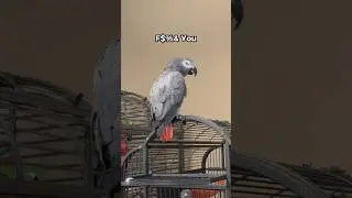 Our African Grey admits he’s a double agent 👀😅 #talkingparrot #africangrey