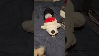 I think I broke my puppy!! 